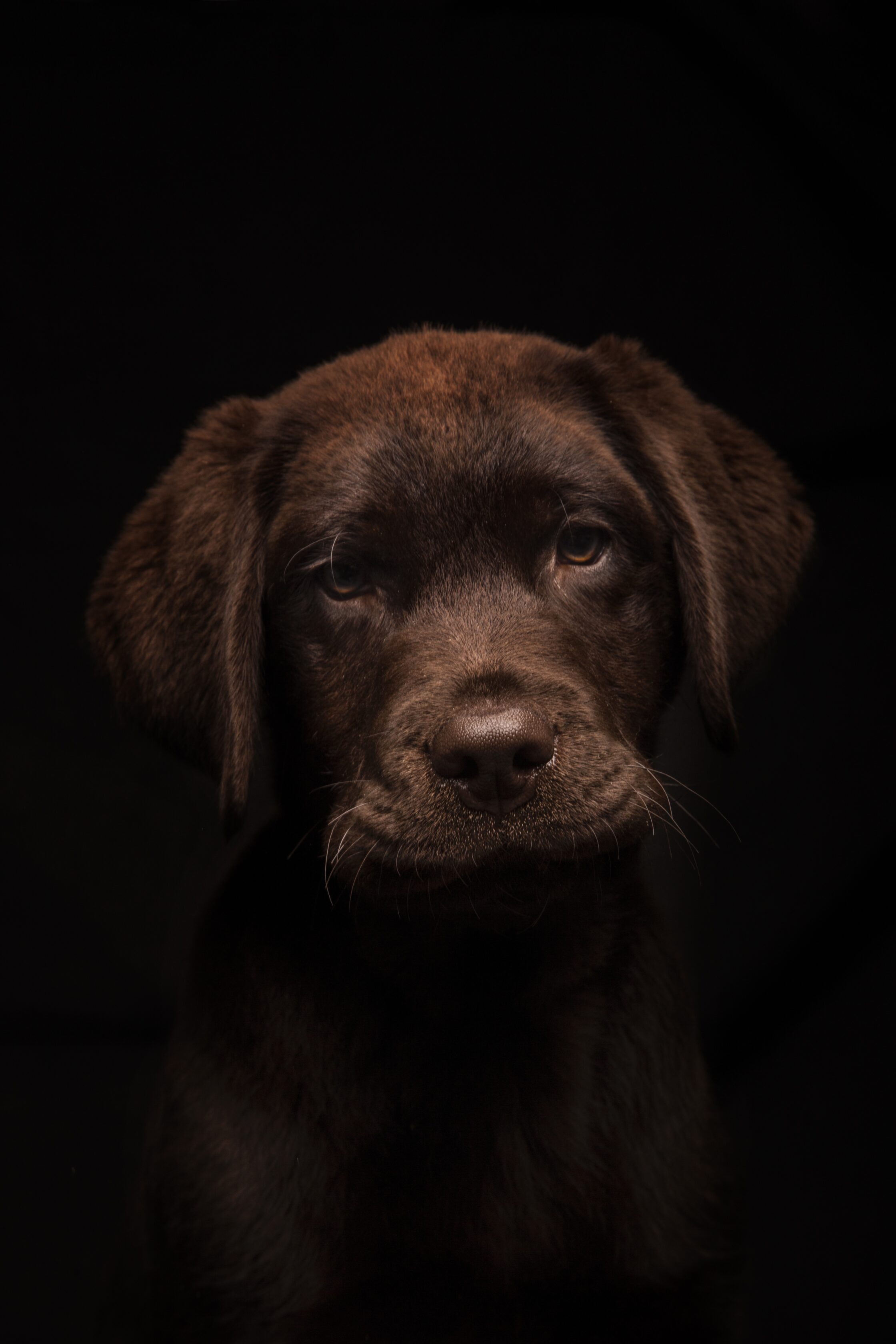 A vertical shot of a lovely Chocolate Labrador puppy on a black background